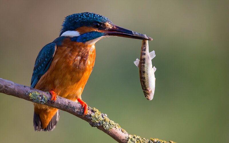 Kingfisher with Fish — Blue, Natural, Morning