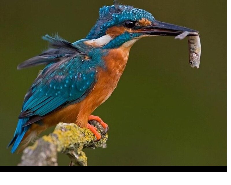 Kingfisher with Fish — Blue, Natural, Photograph, Bird