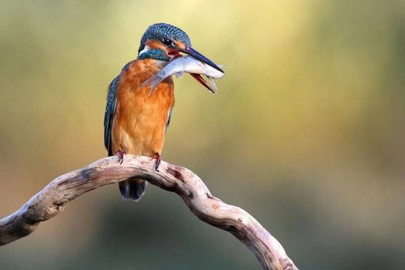 Kingfisher with Fish — Blue, Natural