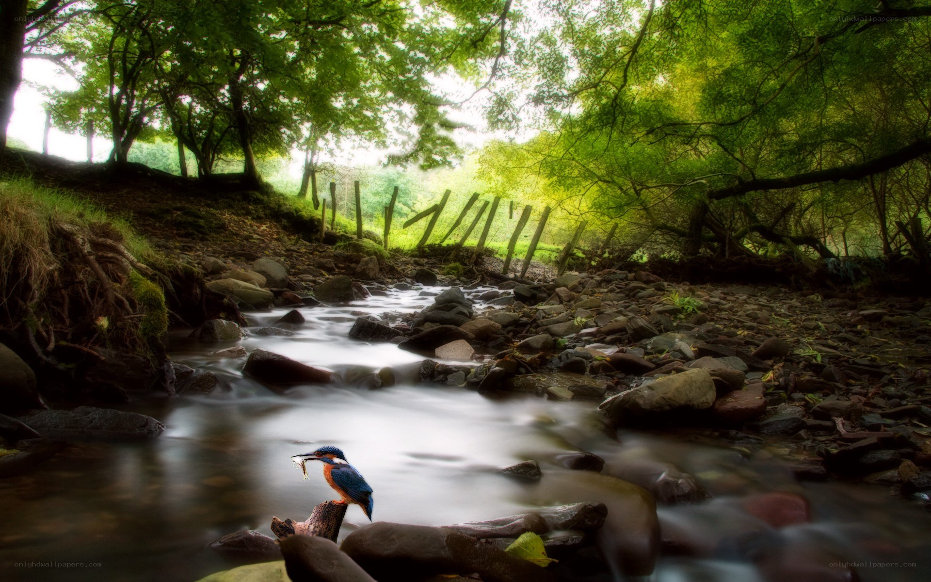 Kingfisher with fish by a stream