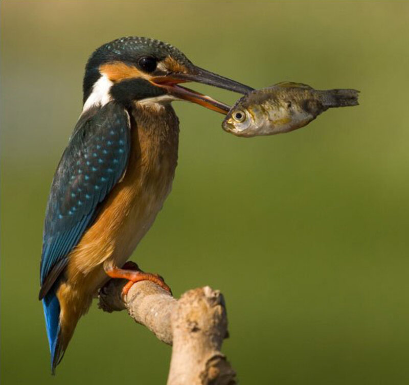 Kingfisher with Fish — Green, Natural, Afternoon