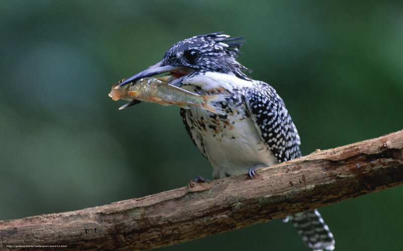 Kingfisher with Fish — Green, Natural, Photograph