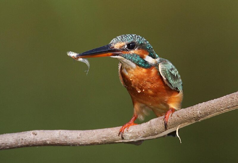 Kingfisher with Fish — Green, Natural