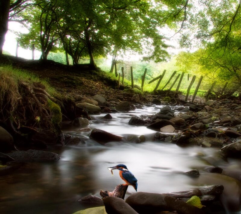 Kingfisher with Fish — Green, Serene