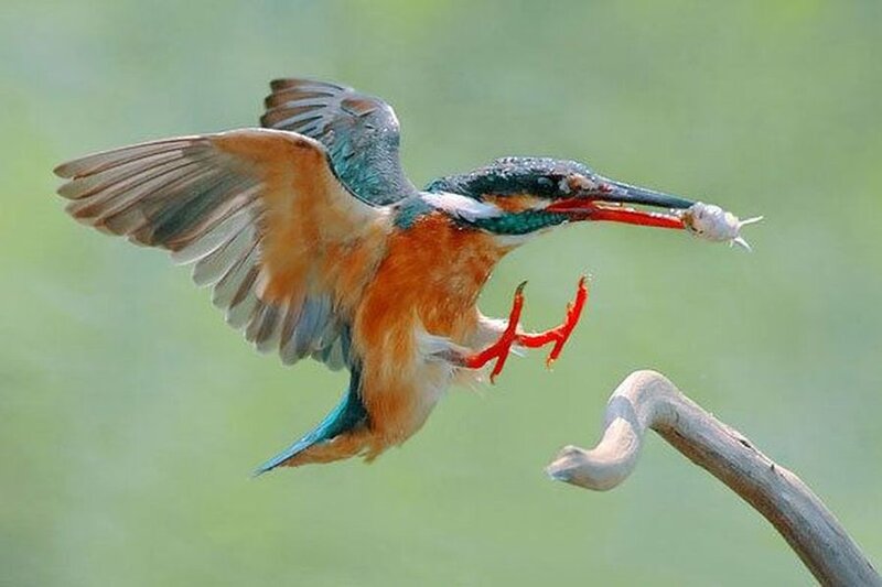 Kingfisher with Fish — Green