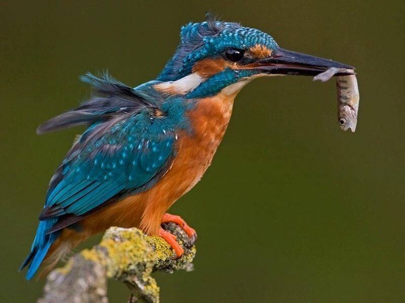 Kingfisher with Fish — Natural
