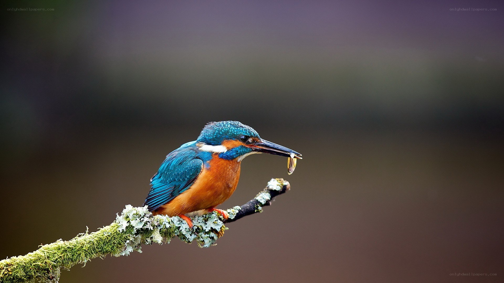 Kingfisher with fish on branch