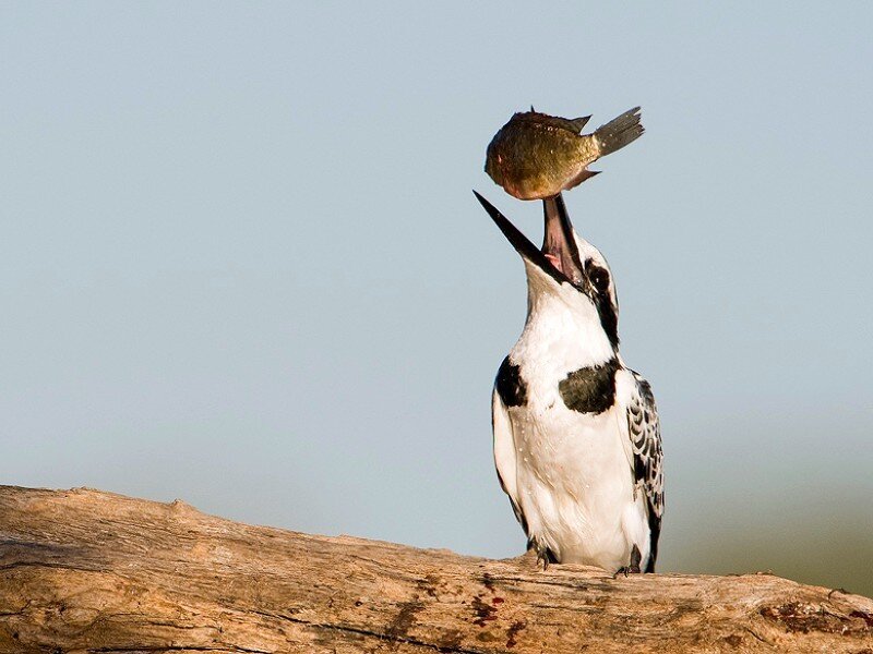 Kingfisher with fish prey