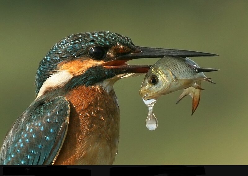 Kingfisher with Fish