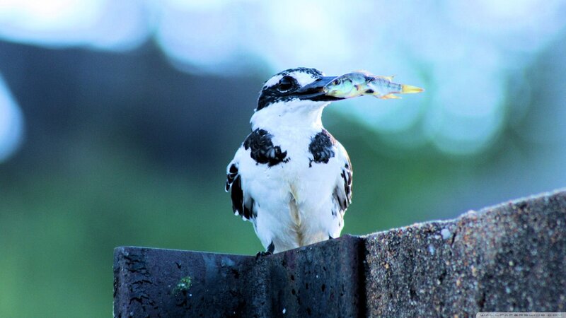 Kingfisher with Fish — White