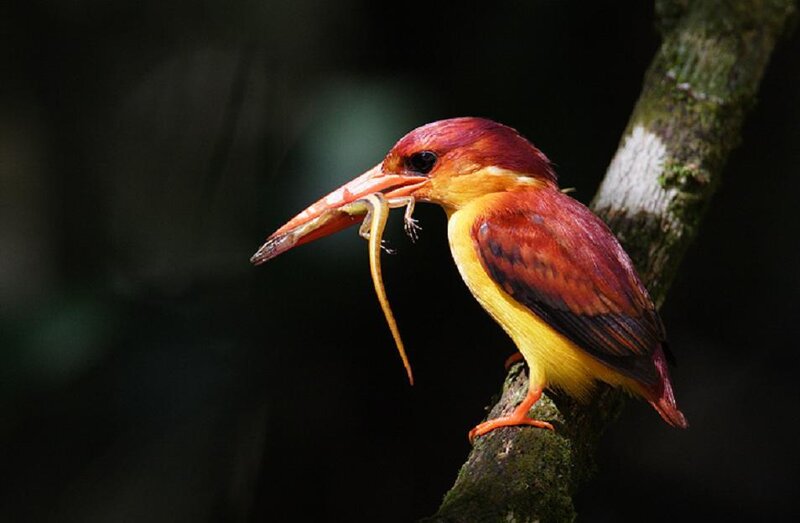 Kingfisher with Lizard