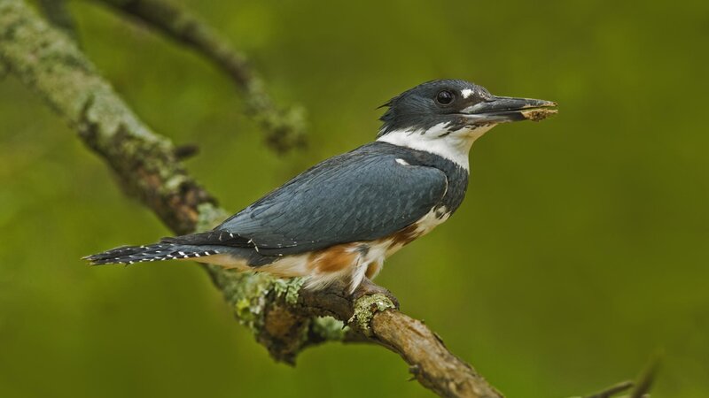 Kingfisher with prey on branch