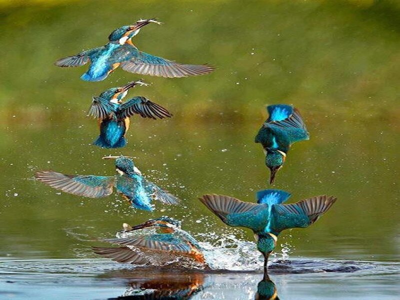 Kingfishers Catching Fish