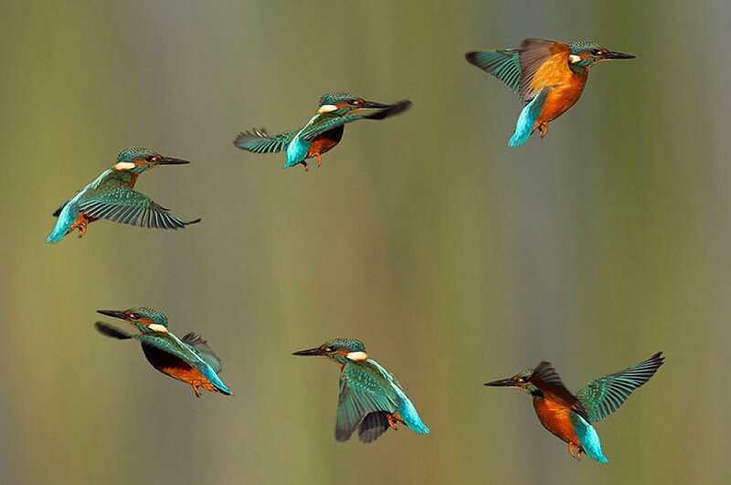 Kingfishers in Flight