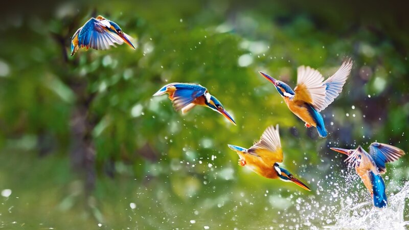 Kingfishers in Flight — Blue