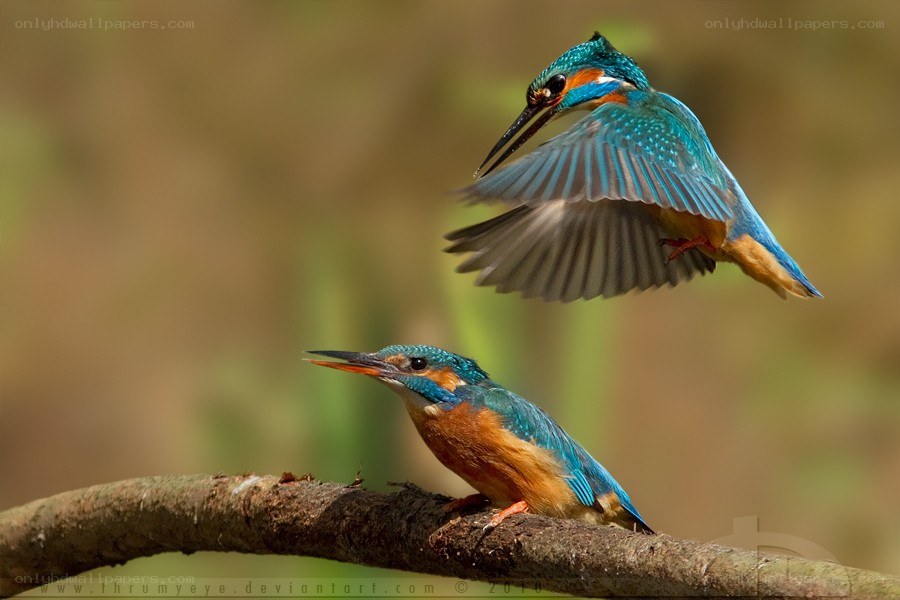 Kingfishers in Flight