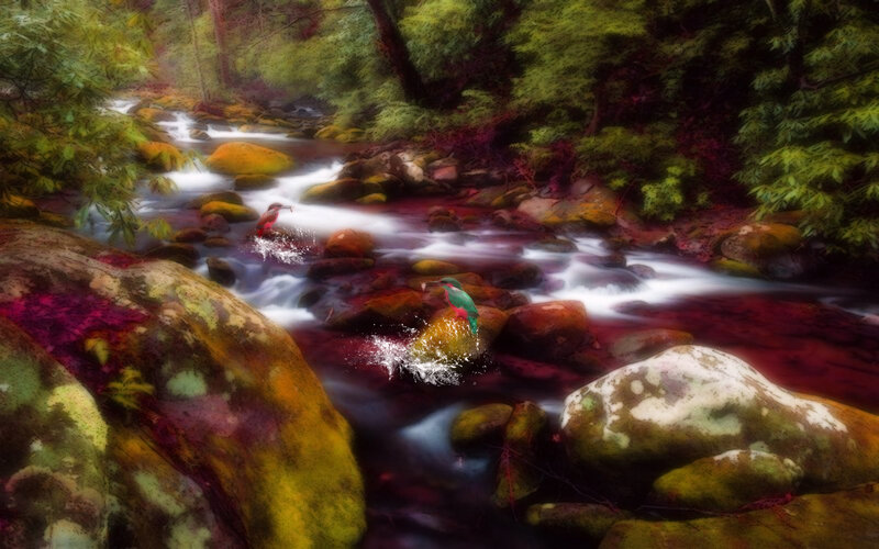 Kingfishers in Stream