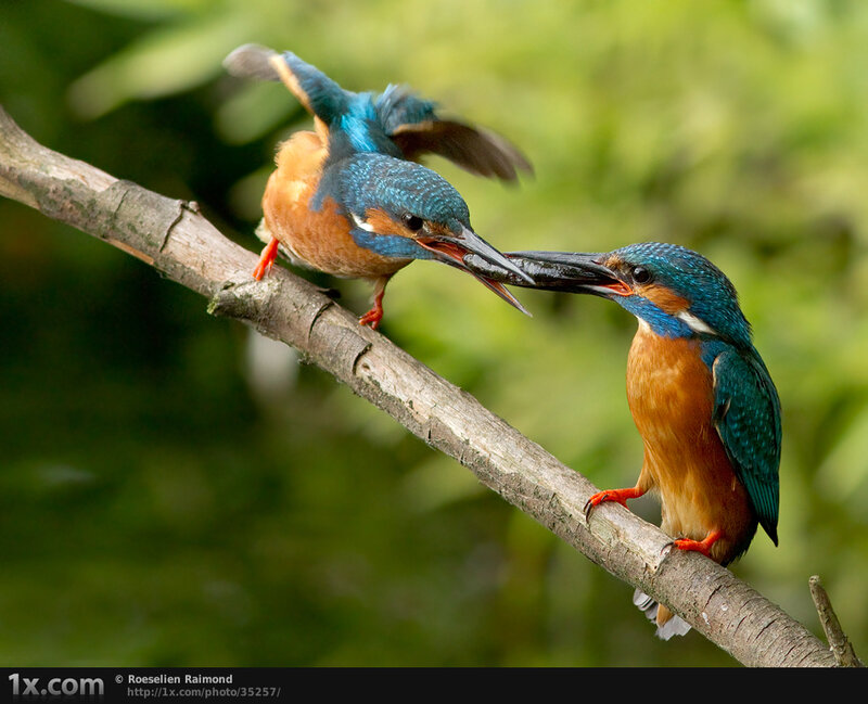 Kingfishers sharing a fish