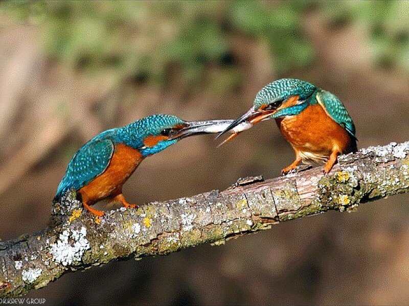 Kingfishers sharing a fish