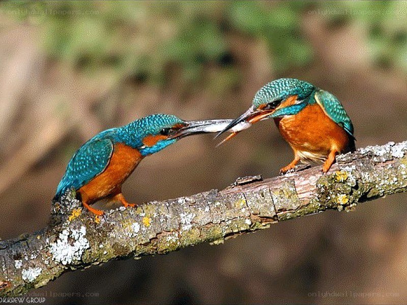 Kingfishers sharing a fish