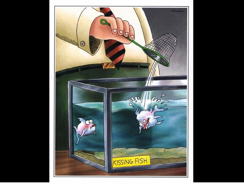 Kissing Fish in Tank