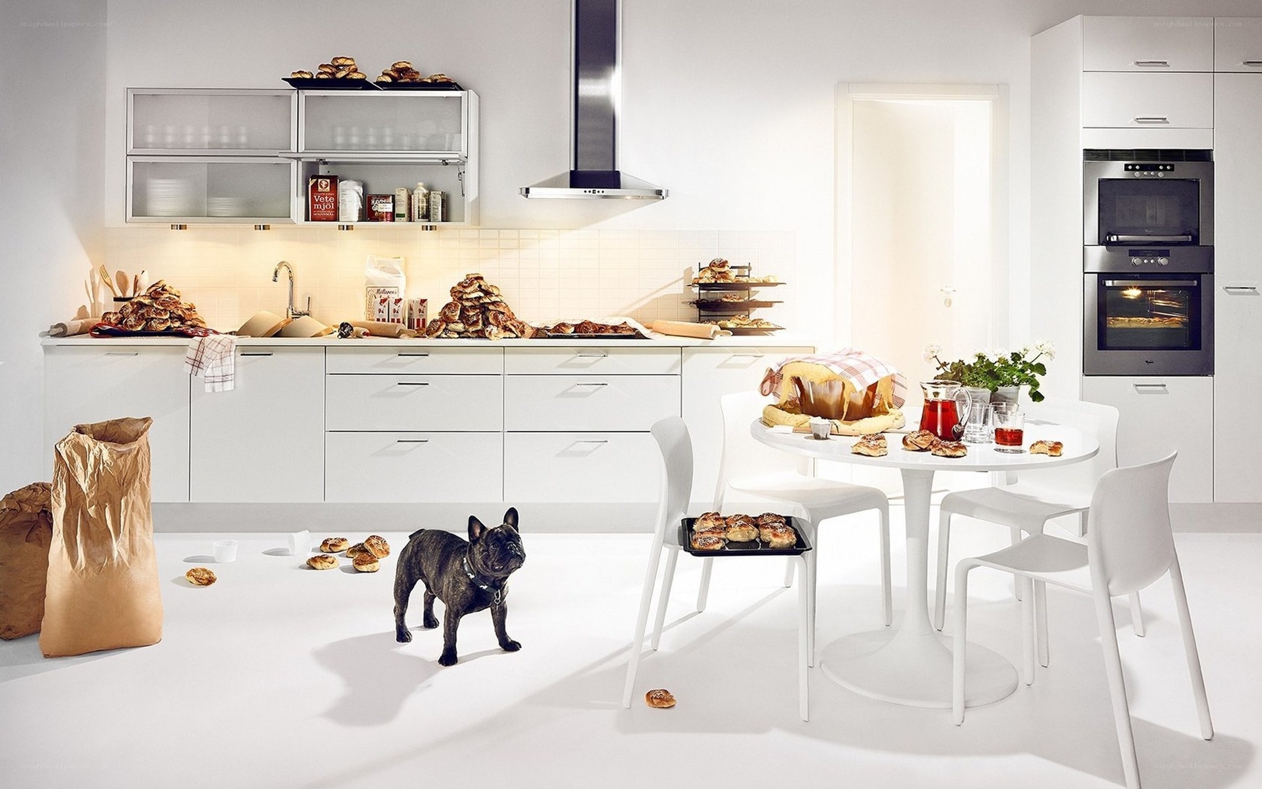 Kitchen with dog and pastries