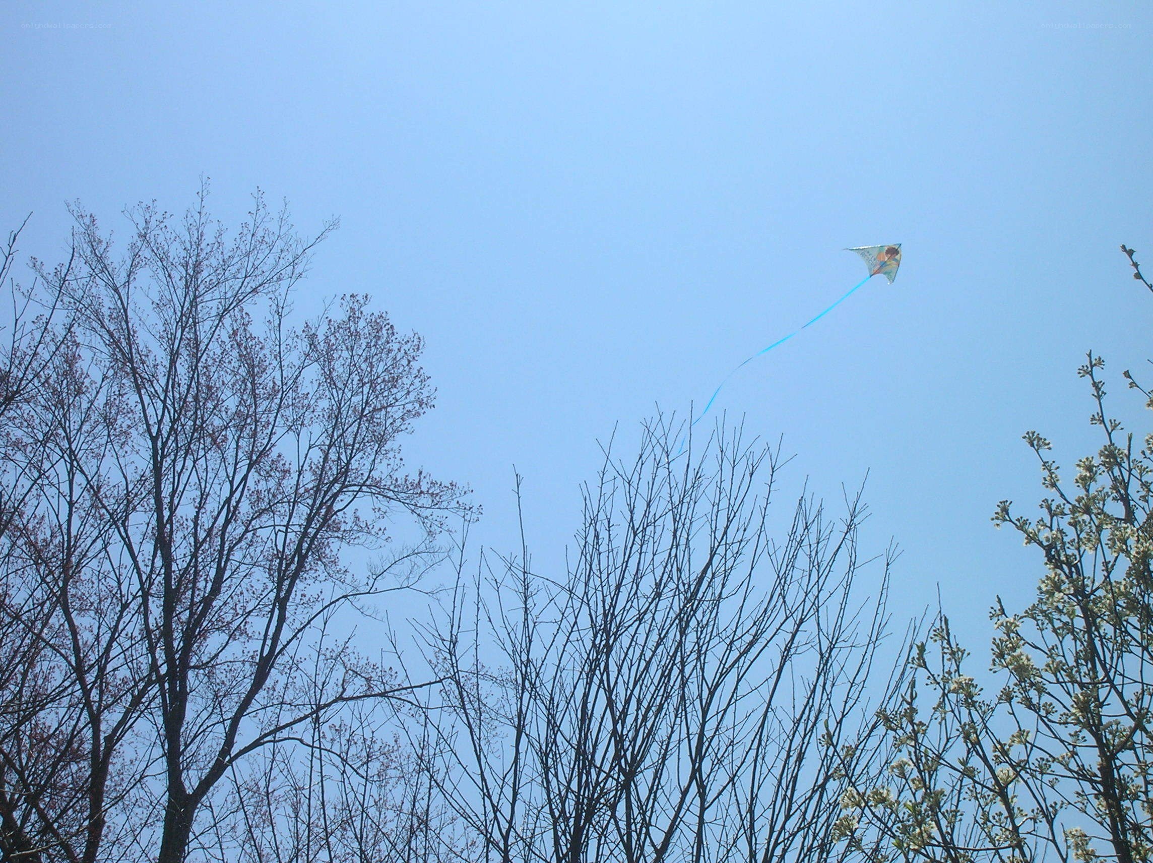 kite flying in blue sky
