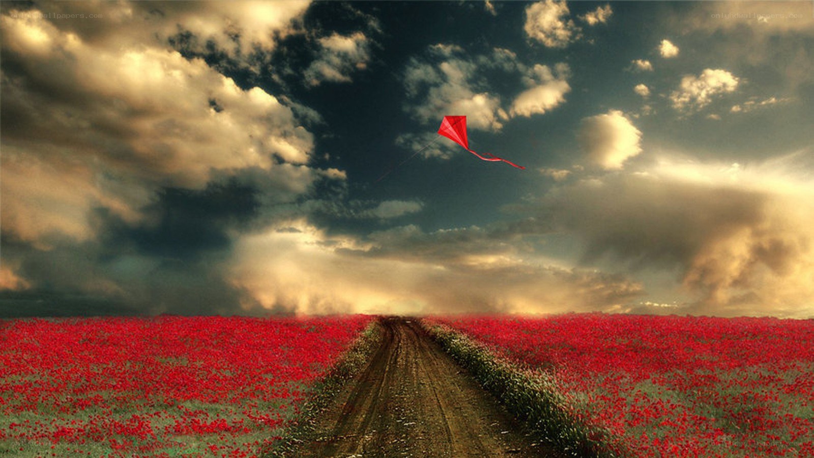 Kite over poppy field