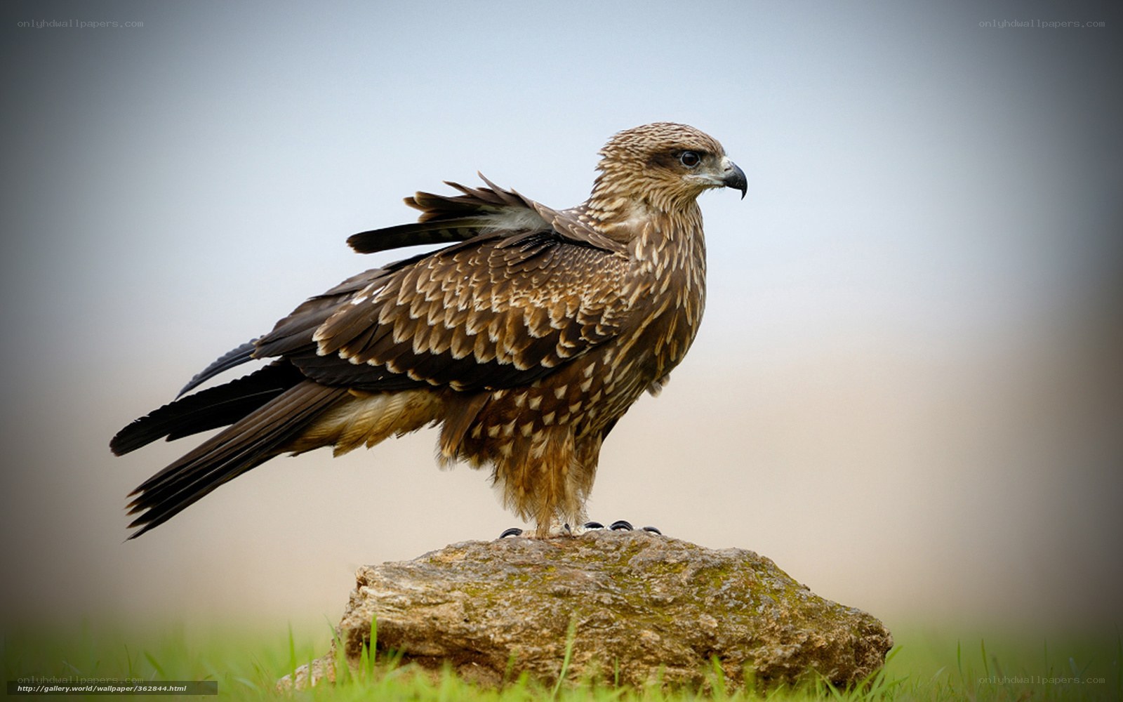 Kite perched on a rock