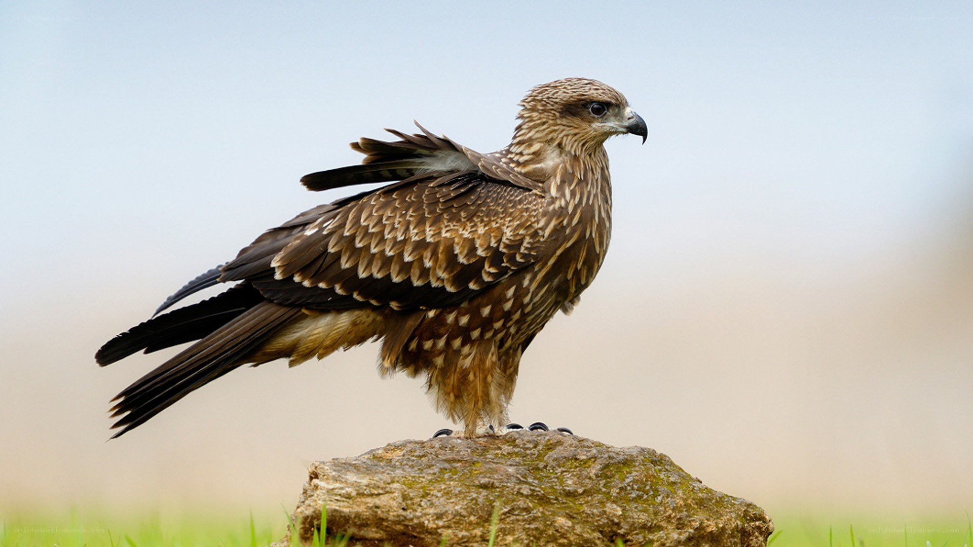 Kite perched on a rock
