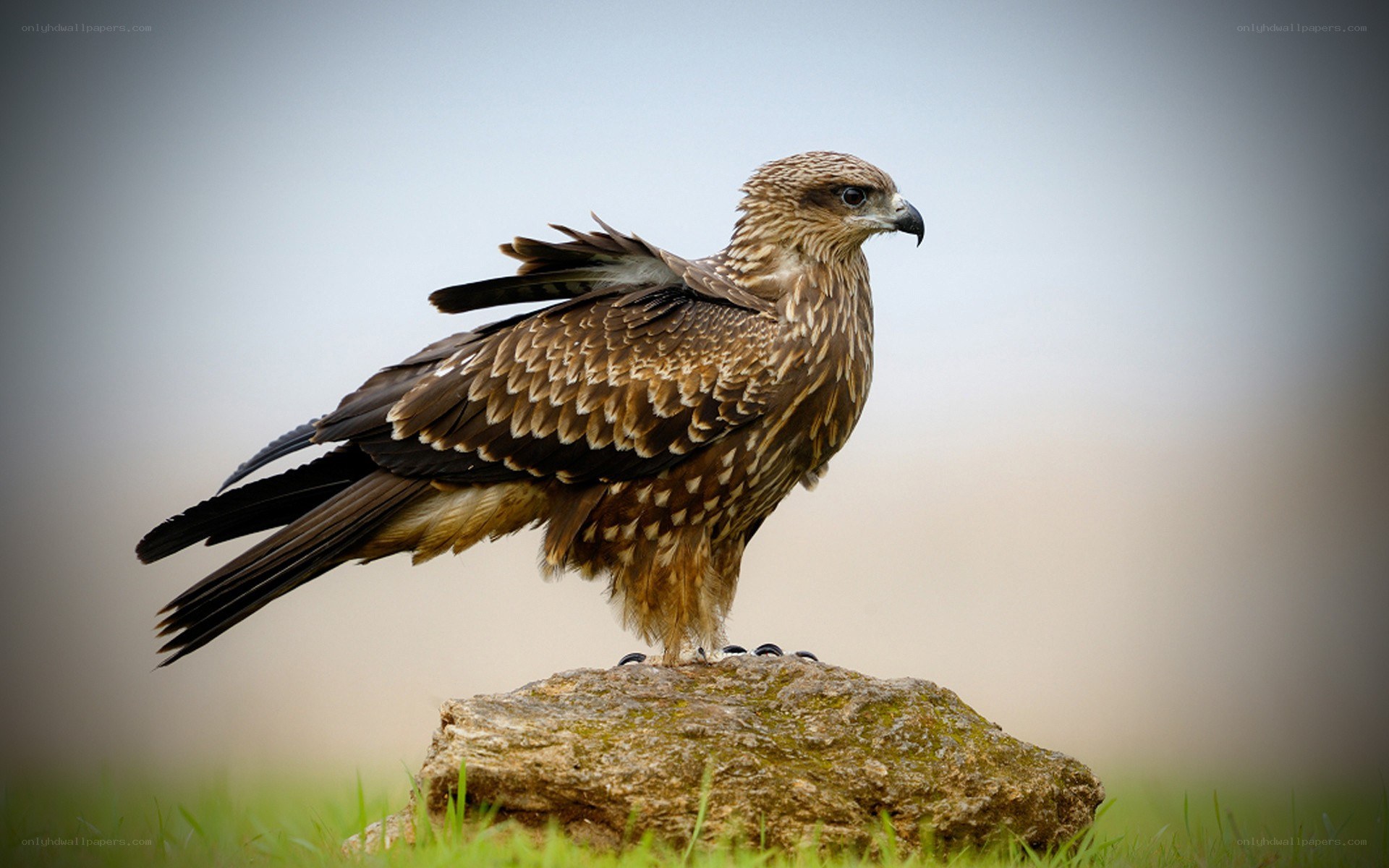 Kite perched on a rock
