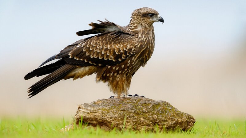 Kite perched on a rock