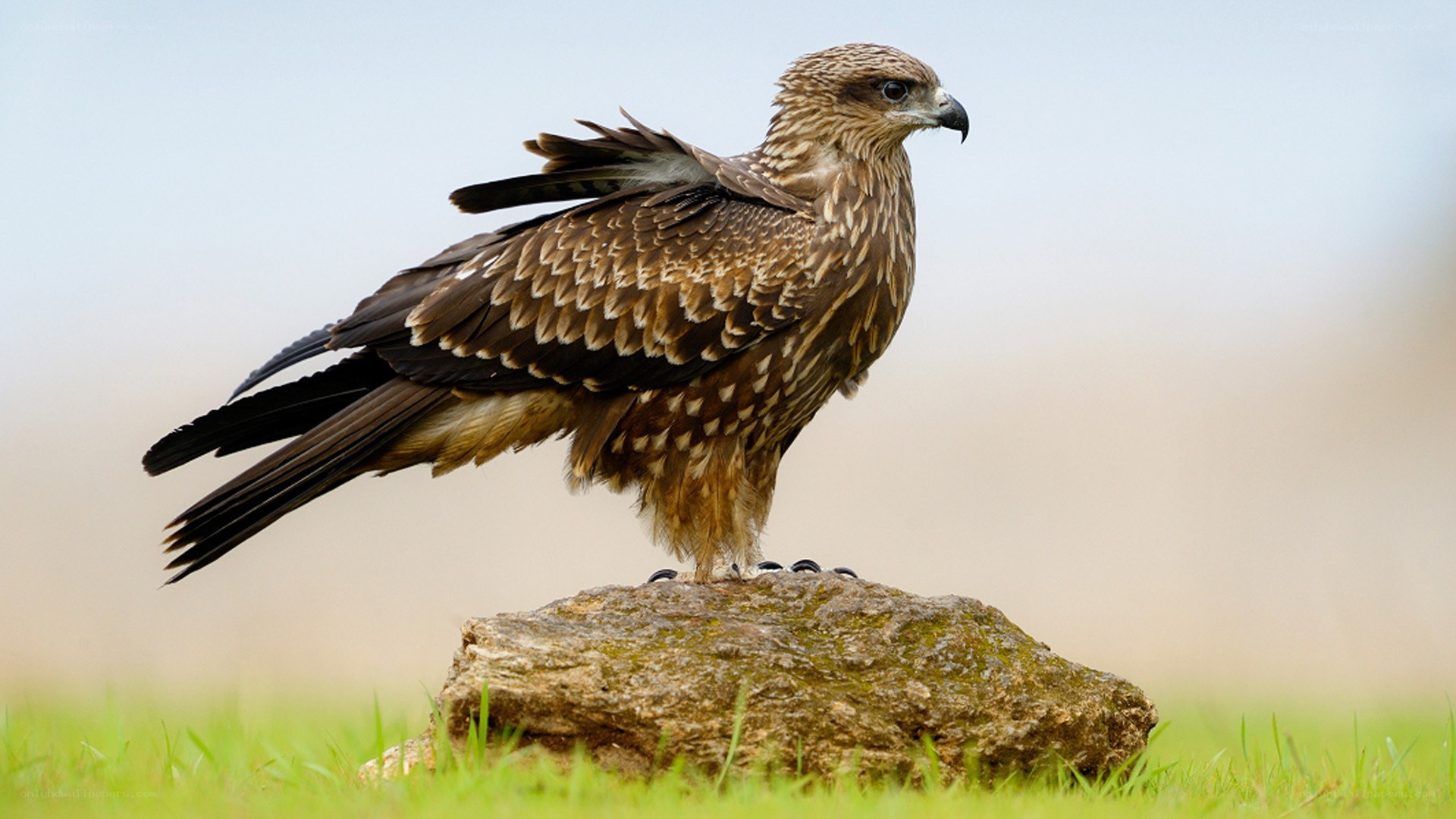 Kite perched on a rock