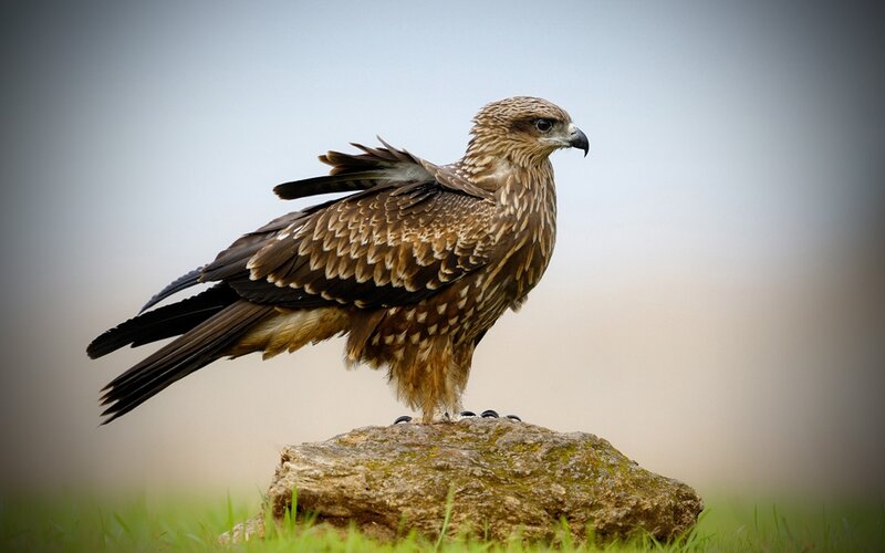 Kite perched on a rock