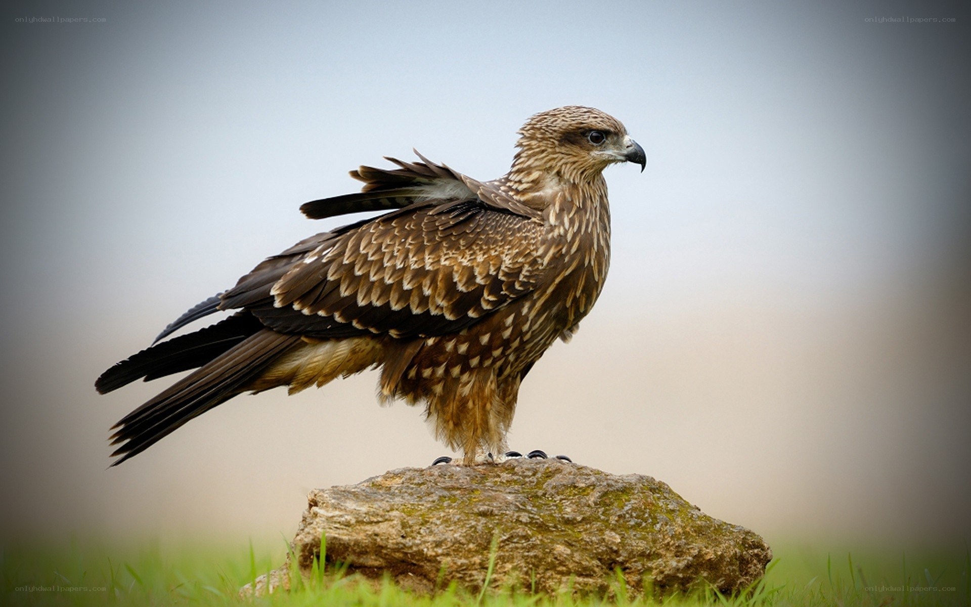 Kite perched on a rock