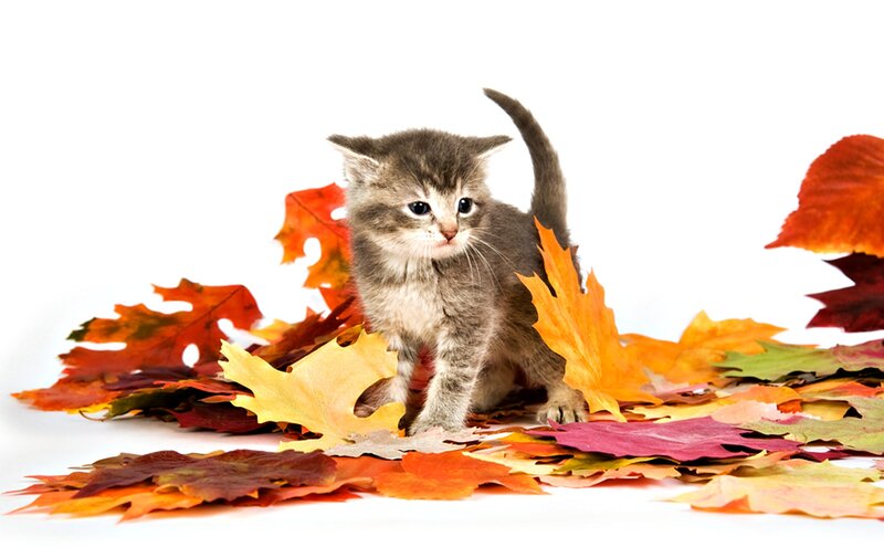 Kitten Among Autumn Leaves