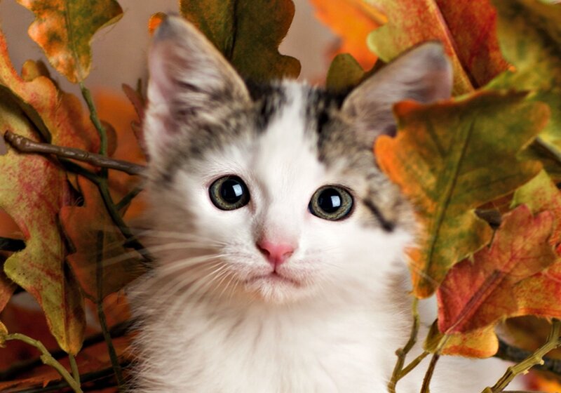 Kitten Among Autumn Leaves — White