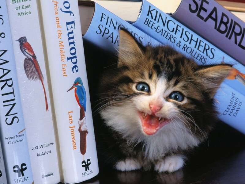 kitten among bird books