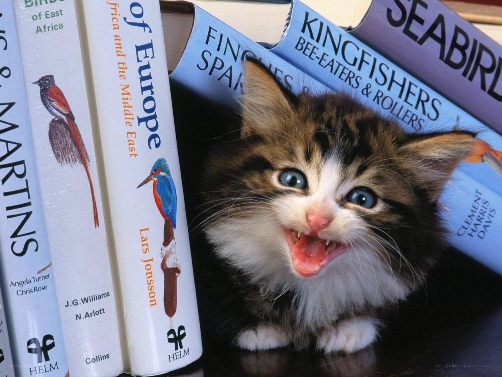 kitten among bird books
