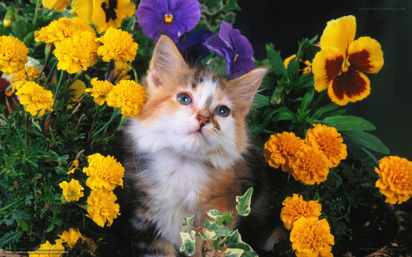 kitten among colorful flowers