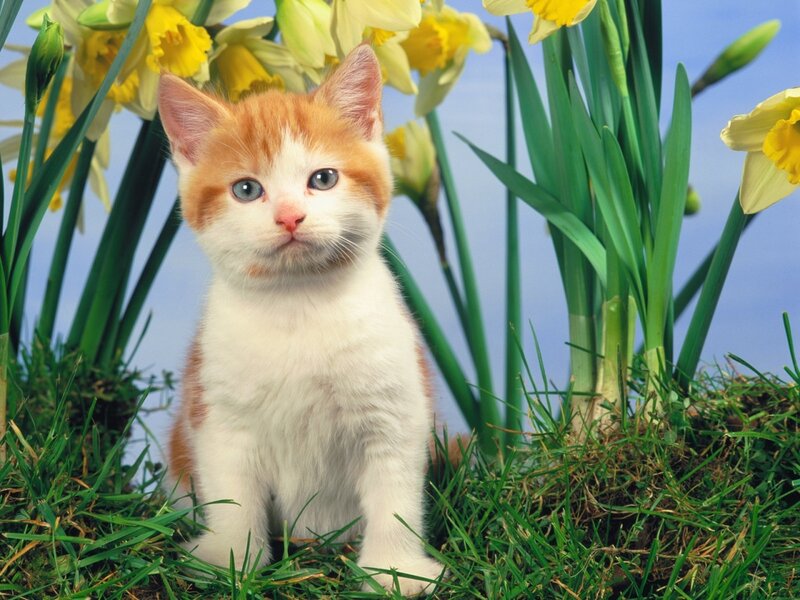 kitten among daffodils