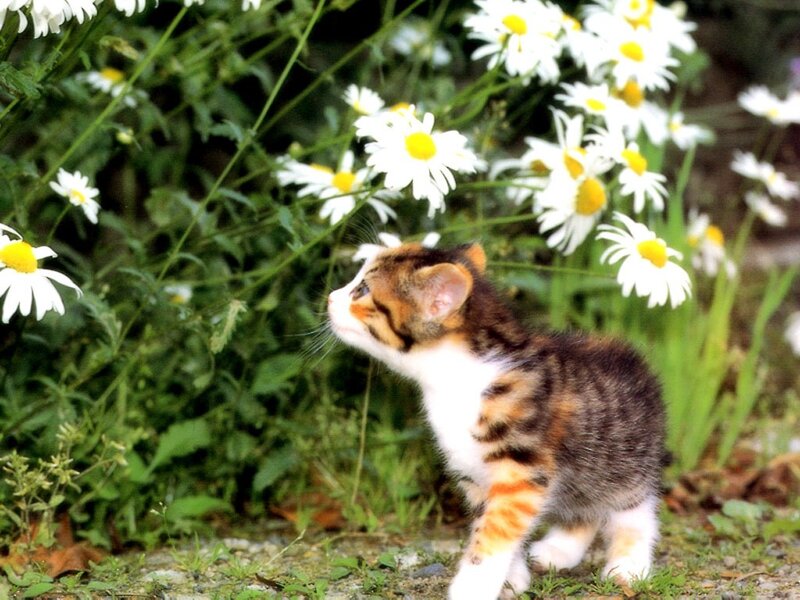 kitten among daisies