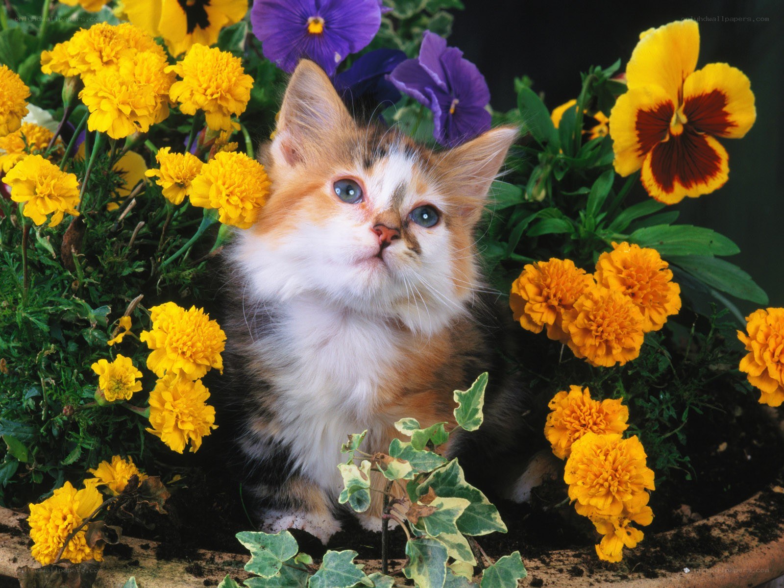 kitten among flowers
