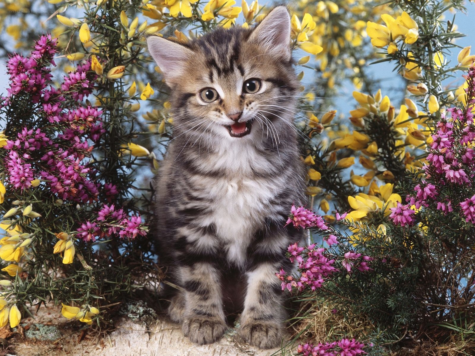 kitten among flowers