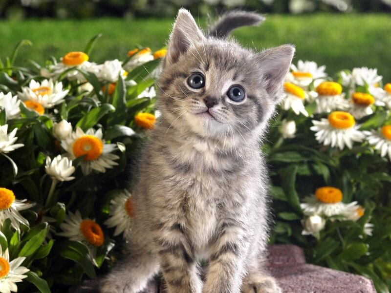 kitten among flowers