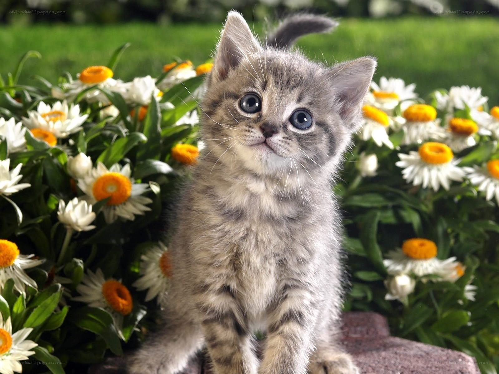kitten among flowers
