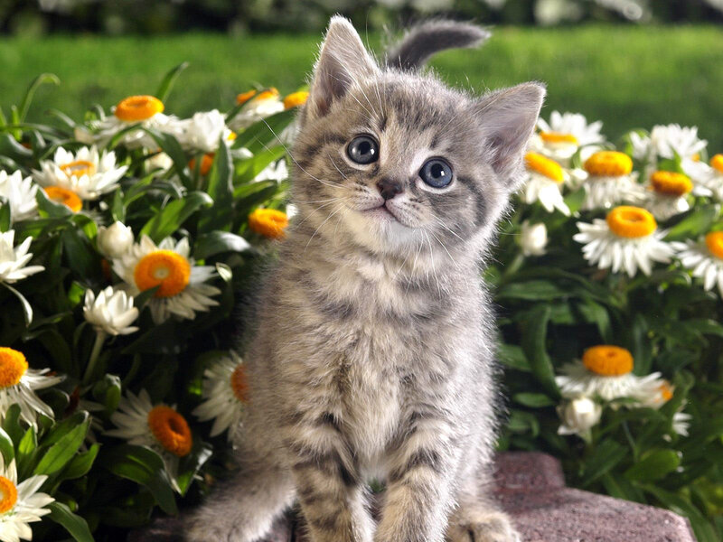 kitten among flowers