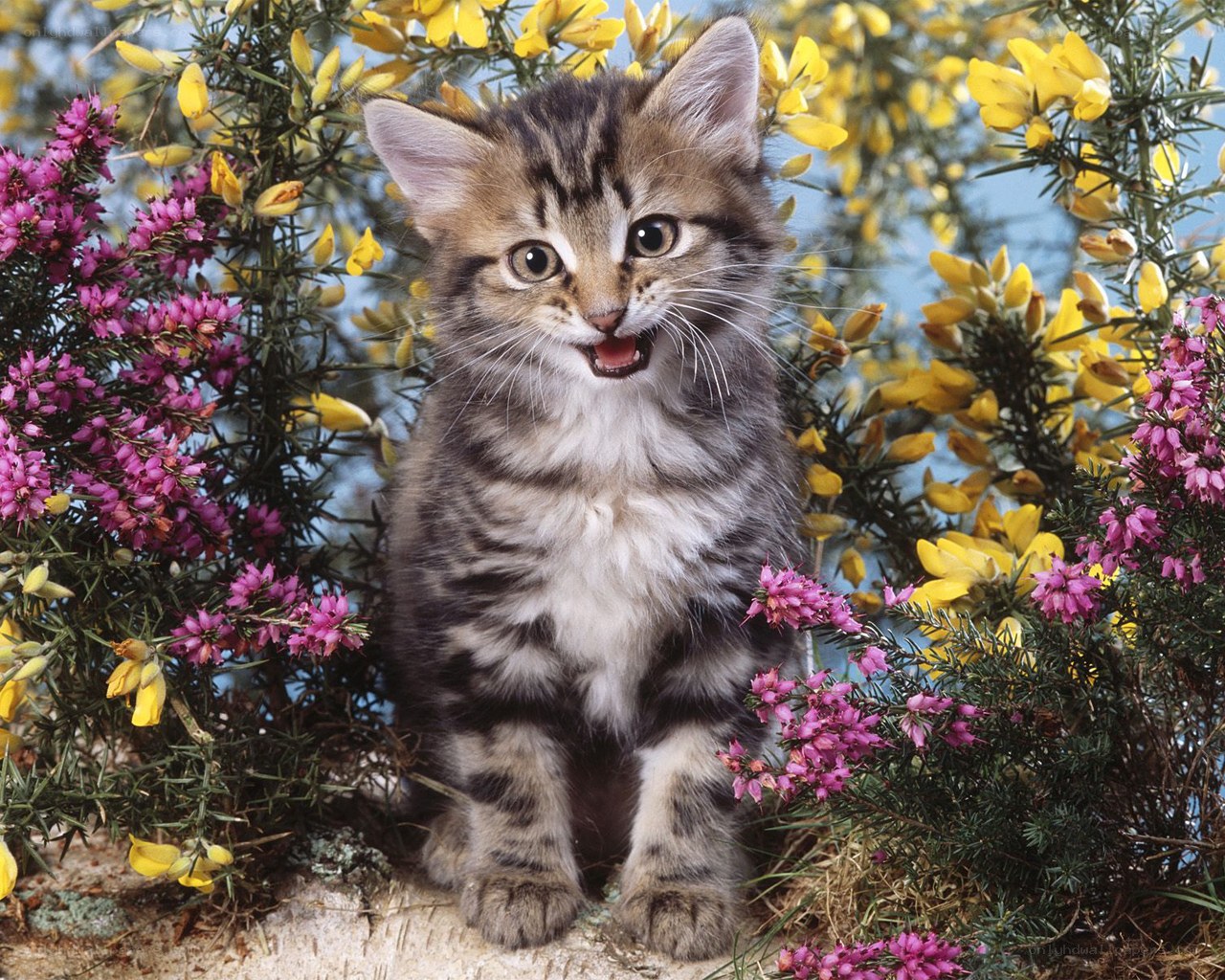 kitten among flowers