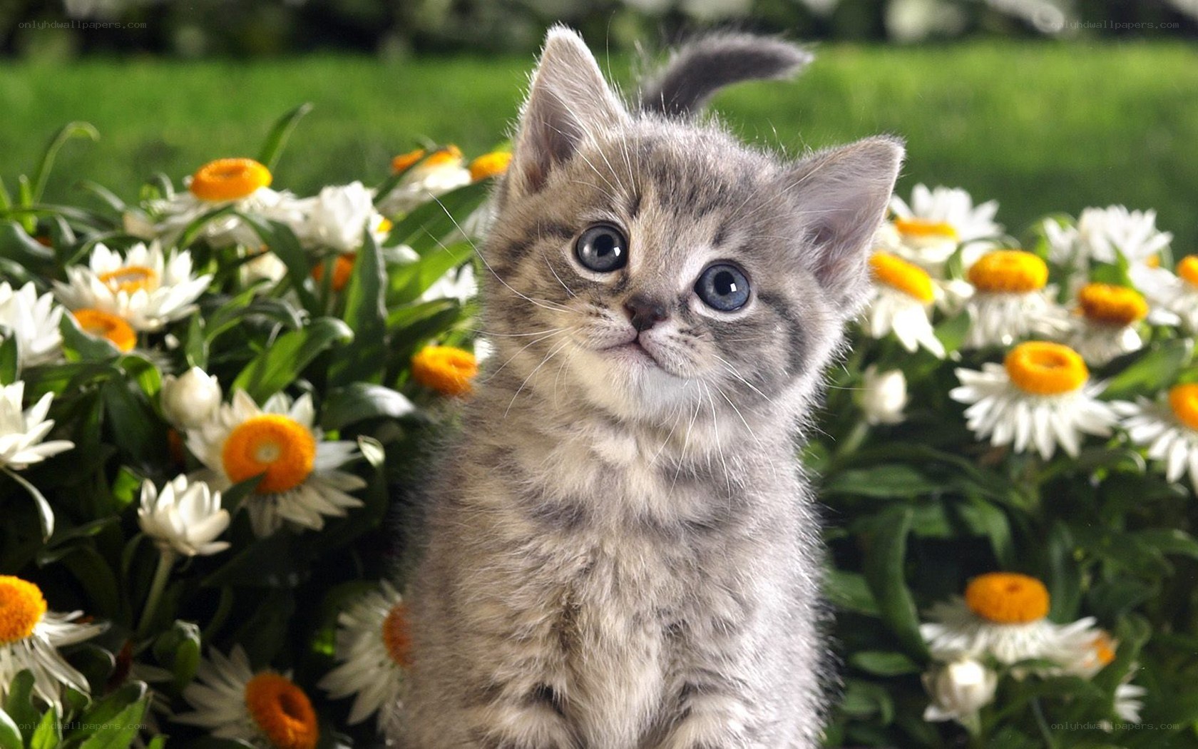 kitten among flowers