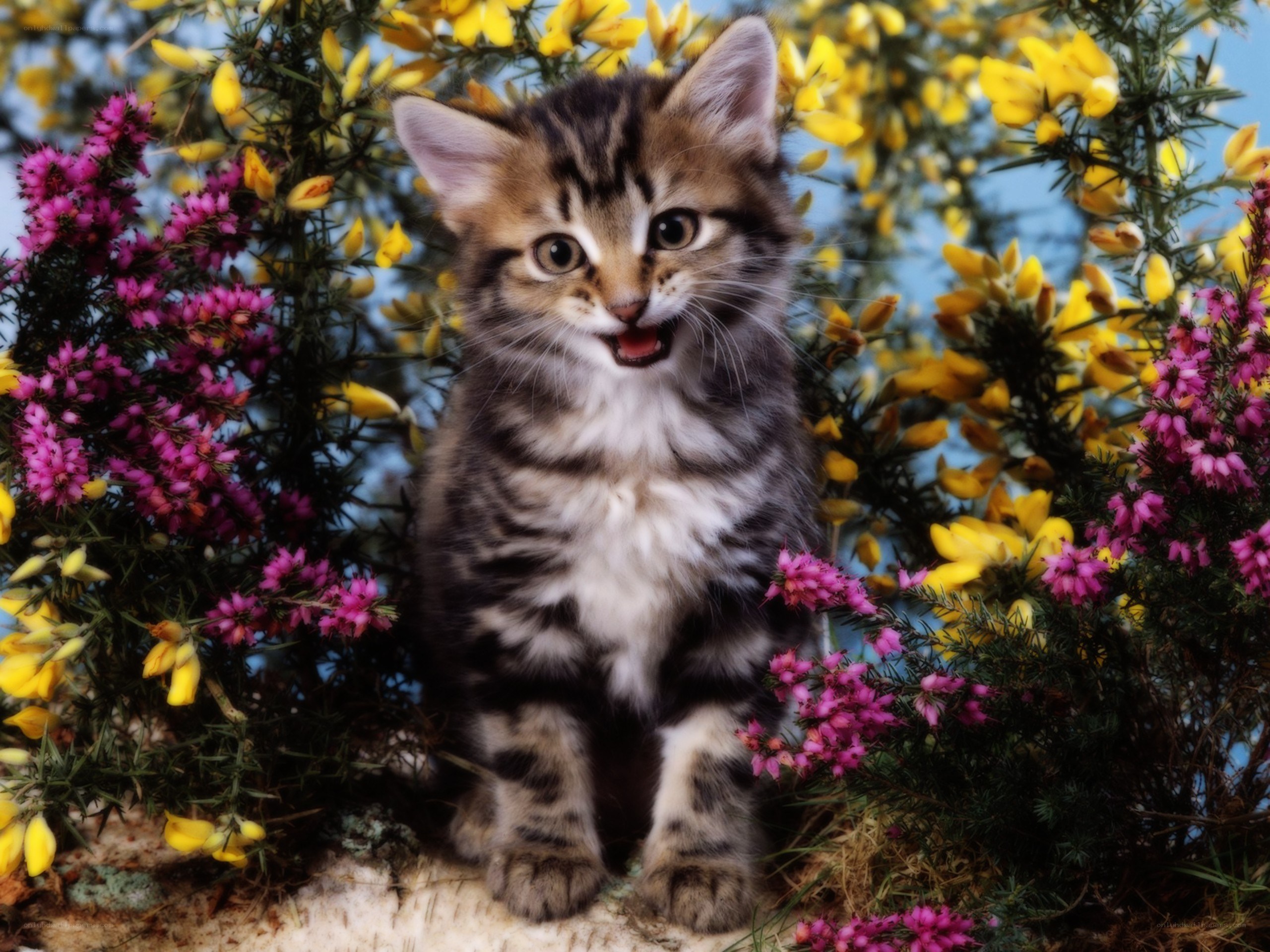 kitten among flowers